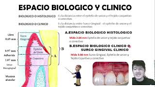 PERIODONTO Aprende científicamente estos dos Espacios BIOLOGICO Y CLINICO🦷 [upl. by Cornwall318]