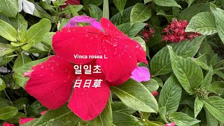 일일초 日日草 Vinca rosea にちにちそう 야생화를 찾아서396 in search of wildflowers 한밭수목원 Hanbat Arboretum [upl. by Martineau133]