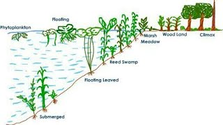 hydrosere ecology succession explained in hindi [upl. by Naus]