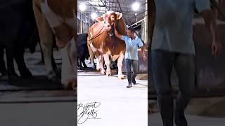 Gigantic red Holstein Friesian bull exhibits his power while exiting the barn at Brownies Ranch [upl. by Spitzer]