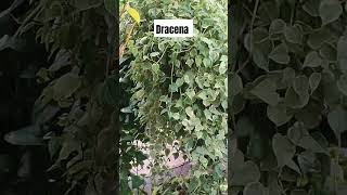 Shopping Garden Sul dracena variegata shortsvideo [upl. by Rudd]