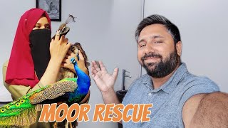 🦚 Mor Rescue Kiya Pehli Dafa Mor Ko Bachaya [upl. by Niraj]