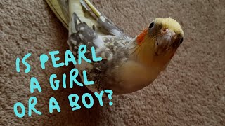 Is Pearl Actually A Girl or A Boy  Cockatiel Gender [upl. by Docile]