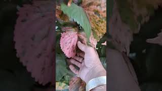 acalypha copperleaf jacobscoatplant video acalyphawilkesiana decorativeplantहिंदी gardening [upl. by Belen98]