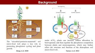 iMeta  The crop mined phosphorus nutrition via modifying root traits and rhizosphere microfood web [upl. by Rettuc]