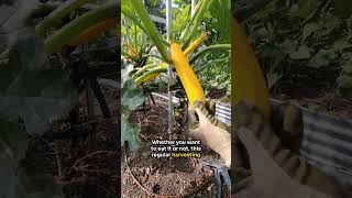 How to Prune and Stake Zucchini Plants [upl. by Venator]