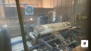 17” Cottonwood  8 cants in 230 seconds sawmill circularsaw like share wood [upl. by Liahkim]