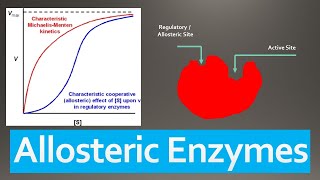 Allosteric Enzymes  Mechanism Regulation Models and Classification [upl. by Beverley]