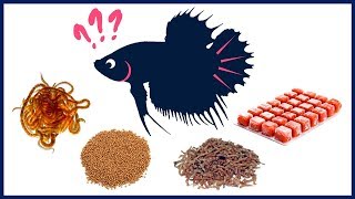 What Is the Best Food for Betta Fish [upl. by Nylazor]