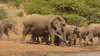 A Breeding Herd of Elephant  Rathlogo Hide with The African Safari Guru Travel Company [upl. by Oap]