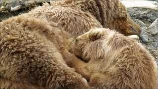 Kodiak Bear Cub Nursing [upl. by Dnaltruoc]