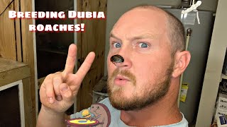 HOW TO BREED DUBIA ROACHES care guide [upl. by Sibie746]