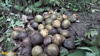 PREPARING COCONUT TO EXTRACT THE COCO OILCOPRAS [upl. by Dihgirb]