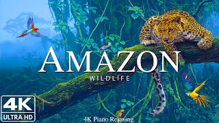 Amazon 4k  The World’s Largest Tropical Rainforest  Jungle Sounds  Scenic Relaxation Film [upl. by Pfeffer]