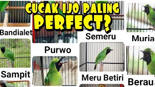 12 Jenis Cucak Ijo Dari Berbagai Wilayah Beserta Ciri Ciri amp Harganya [upl. by Cuthbertson]