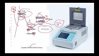 PCR Primer Designing Genotyping Part2 [upl. by Gorski]