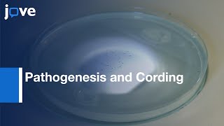 Pathogenesis and Cording of Mycobacterium Abscessus Study  Protocol Preview [upl. by Jerald635]