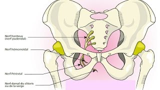 Névralgie Pudendale et Ostéopathie [upl. by Clere]