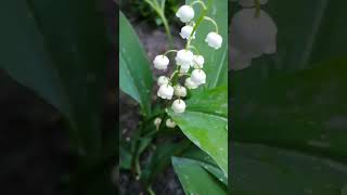 Raindrops on a lily of the valley flower nature garden raindrops [upl. by Nnaynaffit]