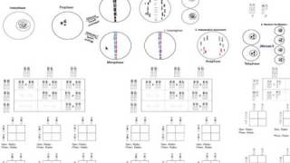 Basic Genetics Part 1 [upl. by Atse]