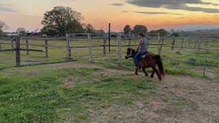 Caboolture Horse Sale quotMannyquot [upl. by Ilecara]