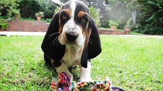 Basset Hound Puppy [upl. by Airbma5]