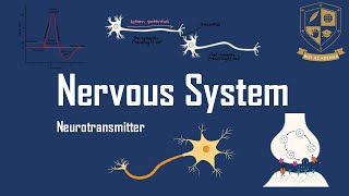 3 Neurotransmitters [upl. by Midge]