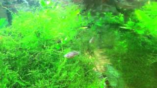 Zebra danios  Zebrafish chasing each other [upl. by Ajssatsan]