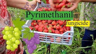 Pyrimethanil Mode of Action Formulation and Uses  Fungicide Chemistry Explained [upl. by Russell]