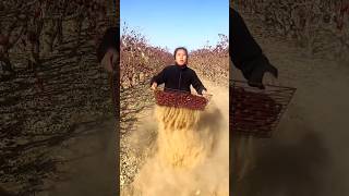 Amazing Chinese Red Dates  Dried Jujube Harvest from Farm With Rural Farmer shorts satisfying [upl. by Alien]