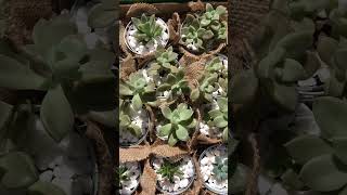 Succulents make the BEST wedding favors🕊Succulent WeddingFavors YoutubeShorts Plant Shorts [upl. by Cichocki]