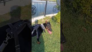 Bütün kızlar numaracımı ya 🤣 vlog vlogs doberman sahil hayvanlar [upl. by Wolfson426]