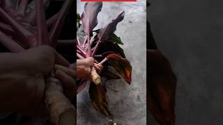 आसानी से लग गई Draceana plant। How to grow Dracaena plant from cutting।houseplants indoorplants [upl. by Colin]