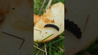 An intriguing find a Soldier Beetle larva on an apple [upl. by Eceirtal]