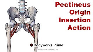 Pectineus Anatomy Origin Insertion amp Action [upl. by Airakaz744]