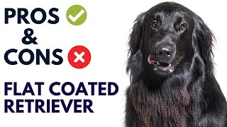 Flat Coated Retriever Dog Pros And Cons  Flat Coated Retriever Advantages And Disadvantages [upl. by Lleze]