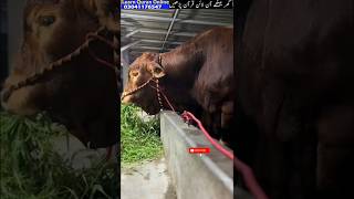 Cute stunning cowcattle bull viralvideosanimalsshortvideos cattlefarmfunny cow fyp Brahman [upl. by Ricker]