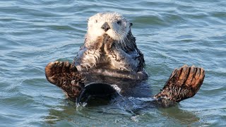 Sea Otters The Natural Engineers [upl. by Inahet789]