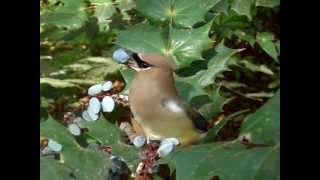 Feeding a Cedar Waxwing [upl. by Selena]