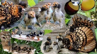 ПАВЛОВСКАЯ курочканаседка с цыплятами PAVLOVSKaya hen with chicks [upl. by Adnawuj628]