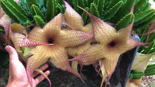 Stapelia gigantea CUIDADOS BÁSICOS de la PLANTA CADAVER [upl. by Ettesel]