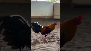 5k Sweater chicken gamefarm chickenbreeds trending shortvideo shorts short [upl. by Macfadyn]