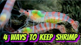 4 Easy Shrimp Set Ups How to Set up Aquariums for Breeding Cherry Neocaridina amp Caridina Shrimp [upl. by Llewop]