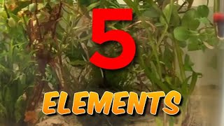 5 Elements to keeping Betta Fish Healthy  Betta Fish Tank Setup bettafish siamesefightingfish [upl. by Enyaht600]