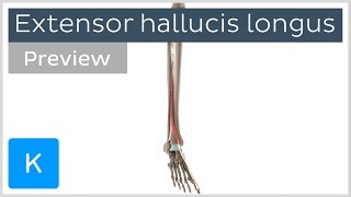 Functions of the extensor hallucis longus muscle preview  3D Human Anatomy  Kenhub [upl. by Emilio409]