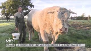 ANIMAUX  La Charolaise une vache rustique à la robe blanche [upl. by Riggall841]