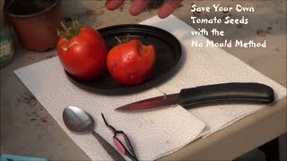 Save Tomato Seeds with the No Mold Method [upl. by Mattah]