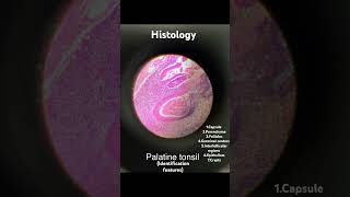 ANATOMY  HISTOLOGY  PALATINE TONSIL  IDENTIFICATION FEATURES mbbs anatomy histology doctor [upl. by Ambrosia]