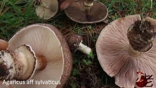 Agaricus aff sylvaticus Australia [upl. by Wes]