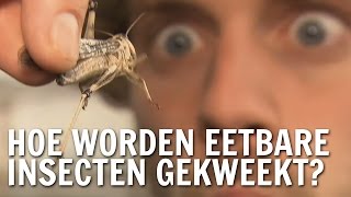 Hoe worden eetbare insecten gekweekt  De Buitendienst over insecten [upl. by Wanfried]